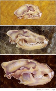 Cougar, Grey Wolf & Grizzly Bear Skulls
