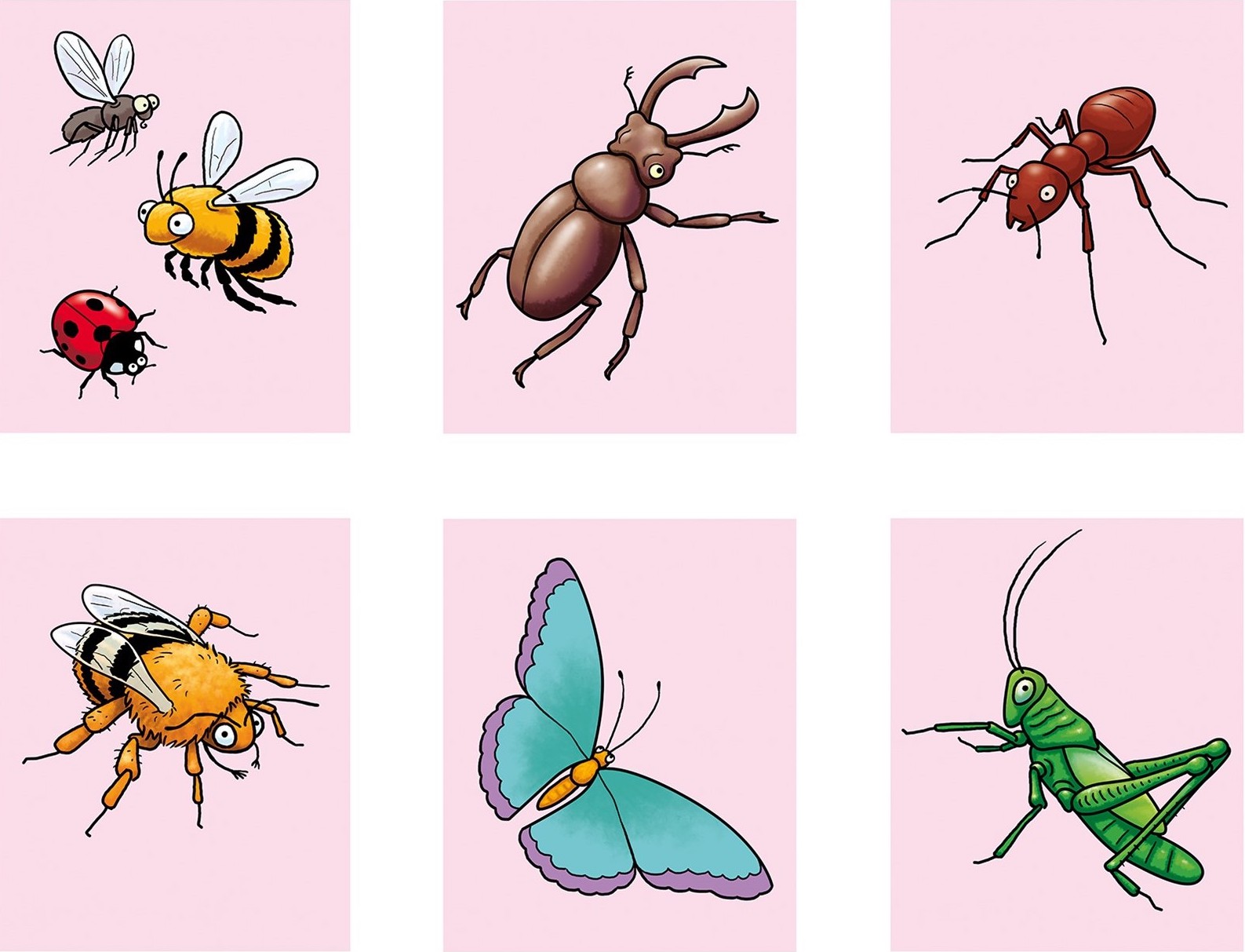 Robin Davies Illustration of bugs and insects