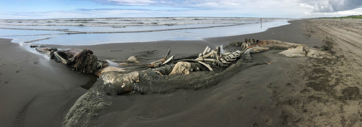 beached dead whale WA 