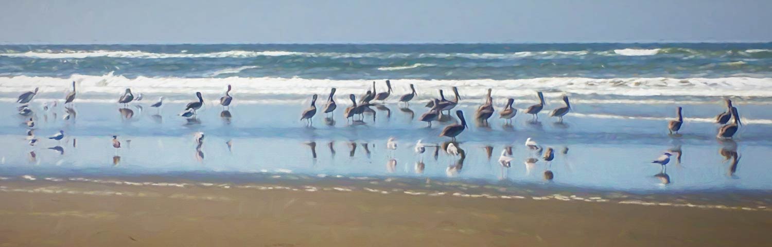 pelicans beach painting N.R.Fuller