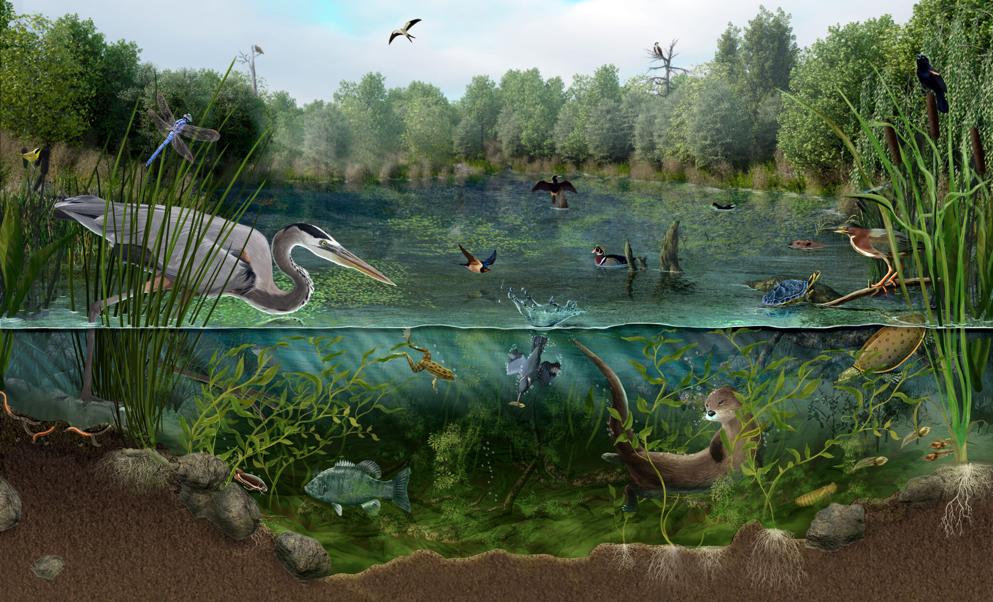 Nature preserve mural art showing a pond filled with birds, fish, amphibians, mammals and reptiles.
