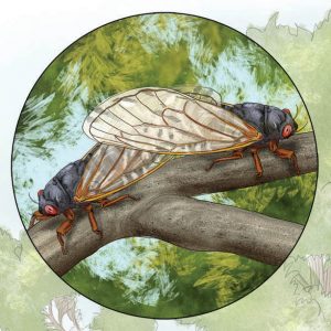 Cicadas Life Cycle Illustration, Cicadas in love.