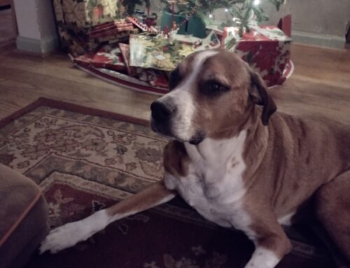 A Michigan To Texas Birthday Wish (2025)