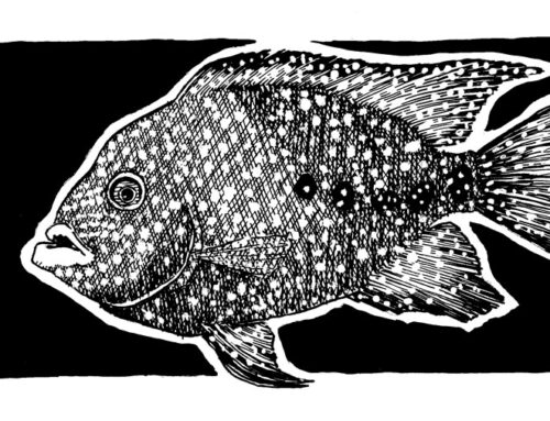 Texas Cichlid Sketch