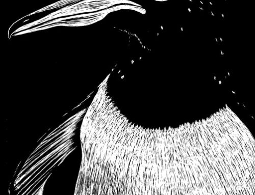 A Scratchboard Gentoo