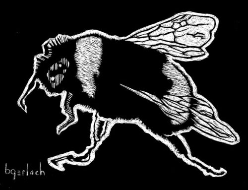 Scratchboard Bumblebee