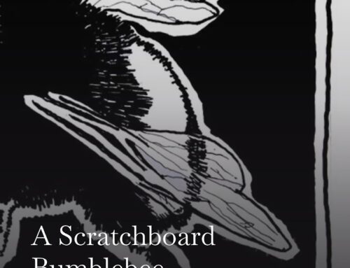 The Scratchboard Bumblebee Process