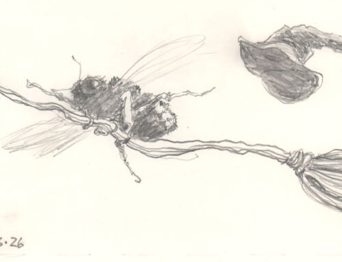 Broomstick Bee Sketch