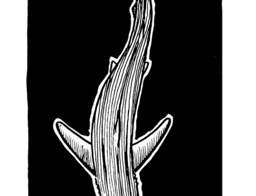 Blue Shark Sketch